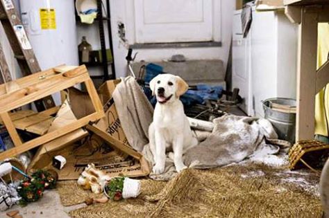 disturbi comportamentali del cane