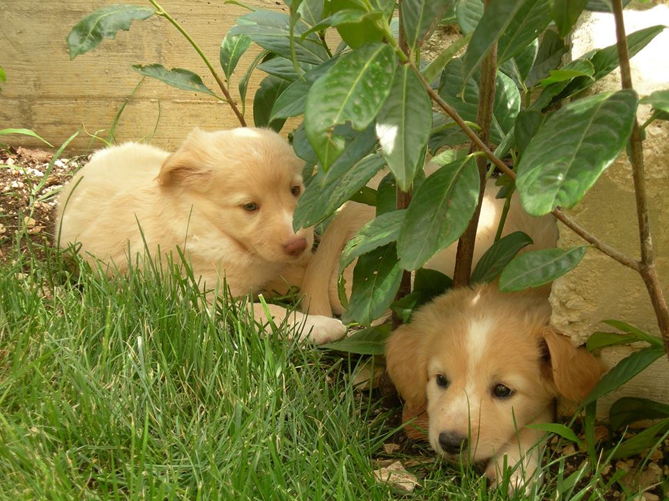 Puppy class